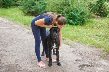 Handler with a dog Cane Corso Italian Mastiff