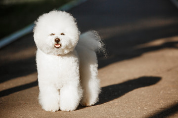 Bichon frize on nature background