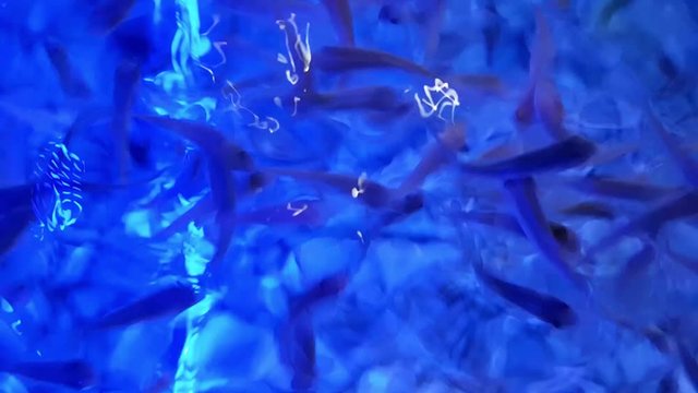 Many fish swimming swiftly in aquarium with blue light.