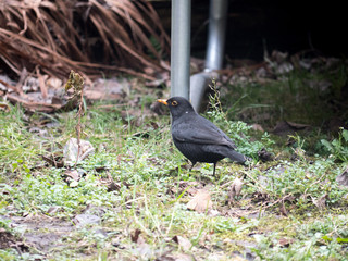 A blackbird in a garden