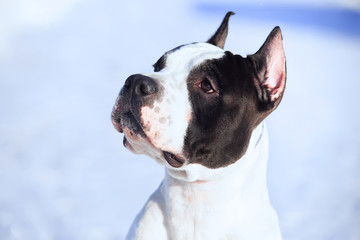 American Staffordshire Terrier stay in the snow