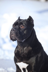 cane corso italiano dog winter portrait