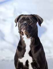 cane corso italiano dog winter portrait