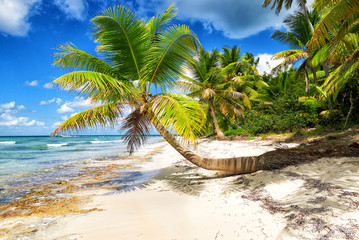 Fototapeta na wymiar Tropical white sandy beach with palm trees. Saona Island, Dominican Republic