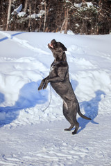 cane corso italiano dog running in the snow