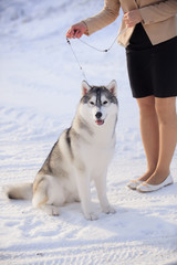 portrait of husky dog in the snow