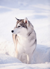 portrait of husky dog in the snow