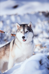portrait of husky dog in the snow