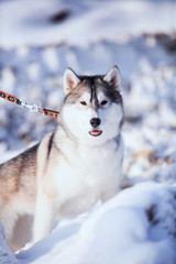 portrait of husky dog in the snow