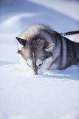 portrait of husky dog in the snow