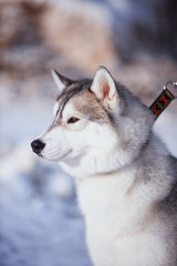 portrait of husky dog in the snow