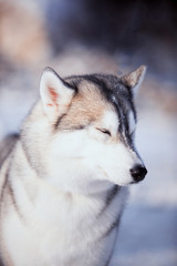 portrait of husky dog in the snow