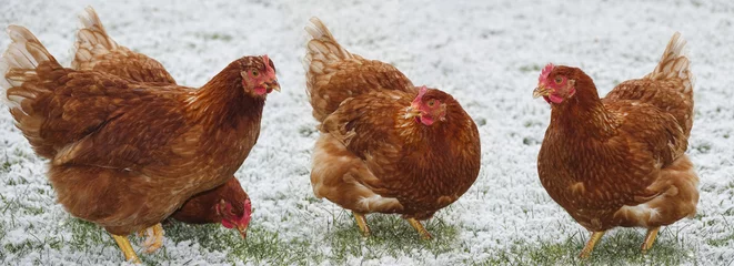 Abwaschbare Fototapete Hähnchen Freie Zuchthenne im Winter