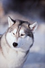 portrait of husky dog in the snow