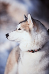 portrait of husky dog in the snow