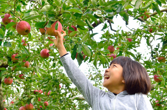リンゴ狩りを楽しむ女の子 Stock Photo Adobe Stock