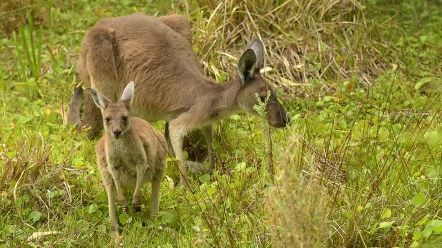 K&auml;nguru, Mutter mit Jungtier beim fressen, Perth, Westaustralien, Western Australia, Australien, Down Under, Video