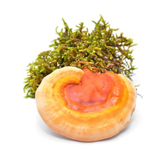 ganoderma lucidum mushroom