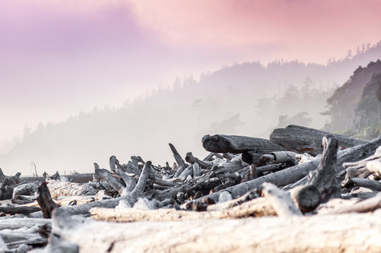 driftwood along Kalaloch Beach, Washington state, USA