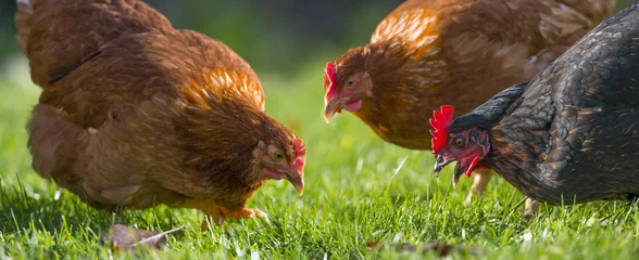 Papier peint adhésif Poulet poules dans le jardin d& 39 une ferme - élevage libre