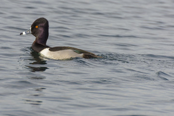 Ring-necked Duck 1