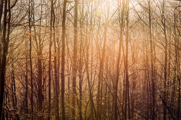 Fototapeta premium Morning in the wood