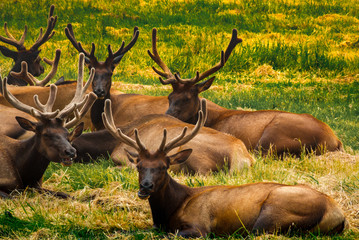 Elk in lush green field