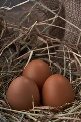 Ecological natural fresh eggs in bird nest born