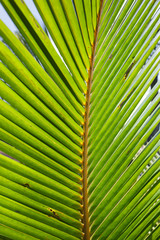 Palm branch of the sky background