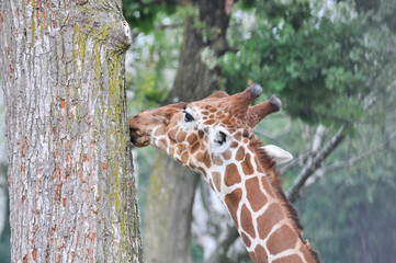 testa di giraffa somala o giraffa reticolata (Giraffa reticulata)