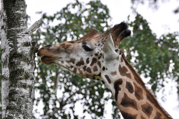 testa di giraffa somala o giraffa reticolata (Giraffa reticulata)