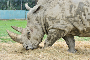 Obraz premium Rinoceronte bianco (Ceratotherium simum) che bruca in un parco zoologico