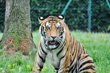 Tigre in un parco zoologico