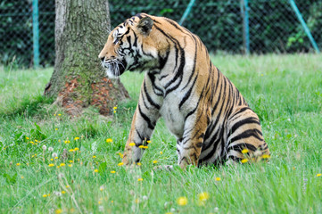 Tigre in un parco zoologico