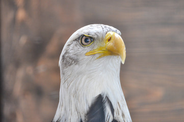 Testa di aquila di mare testa bianca (Haliaeetus leucocephalus)