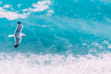 seagull in flight
