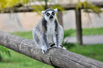 Lemure dalla coda ad anelli (Lemur catta) in un parco zoologico