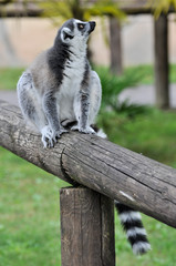 Lemure dalla coda ad anelli (Lemur catta) in un parco zoologico