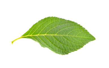 Green leaves on a white background