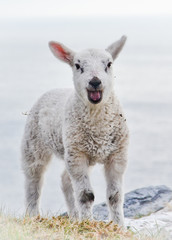 One Single Little Young Lamb standing and baaing and screeming outside alone without ear tags - 137521998