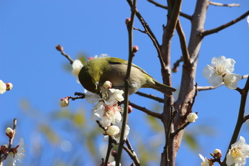 梅の花に止まるメジロ