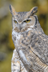 Great Horned Owl