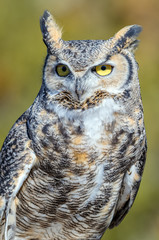 Great Horned Owl