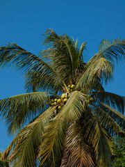   close up coconut tree