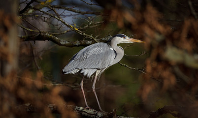 Un héron dans les arbres