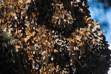 Monarch Butterflies on Oyamel Fir Tree