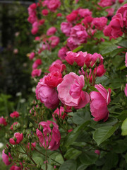 満開のバラ　アンジェラ