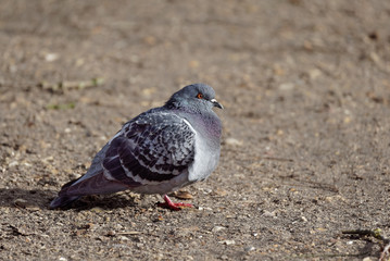 un pigeon au sol dans le froid de l'hiver