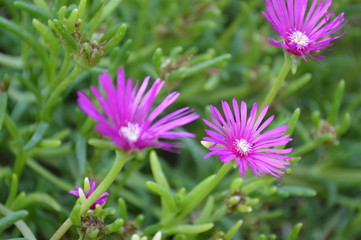 Purple Spiky Flowers