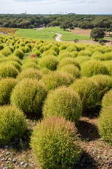 Kochia fields with beautiful sky in Ibaraki,Japan